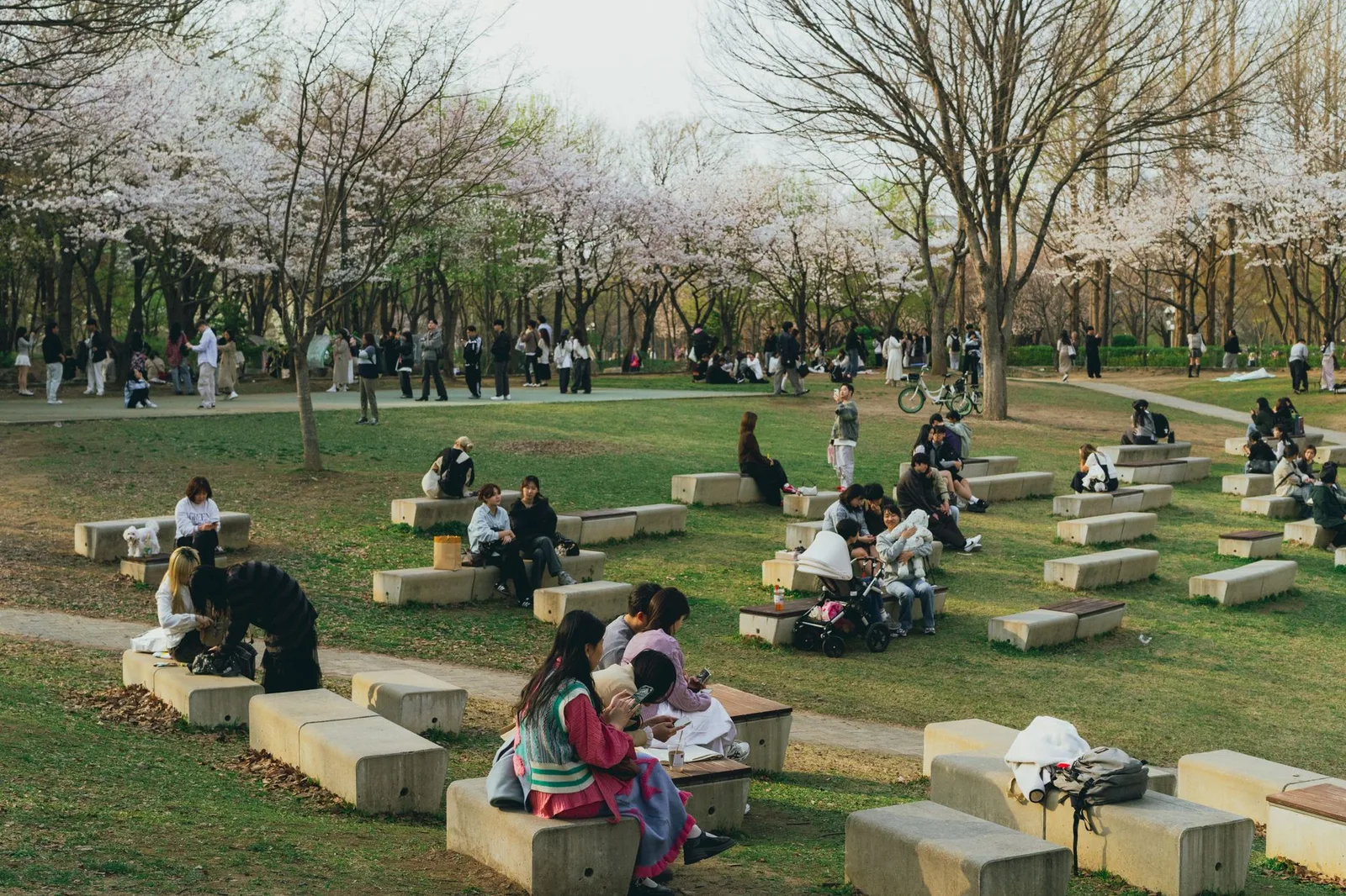 פיקניק האנאמי על שמיכה כחולה תחת עצי דובדבן פורחים בפארק בטוקיו שביפן