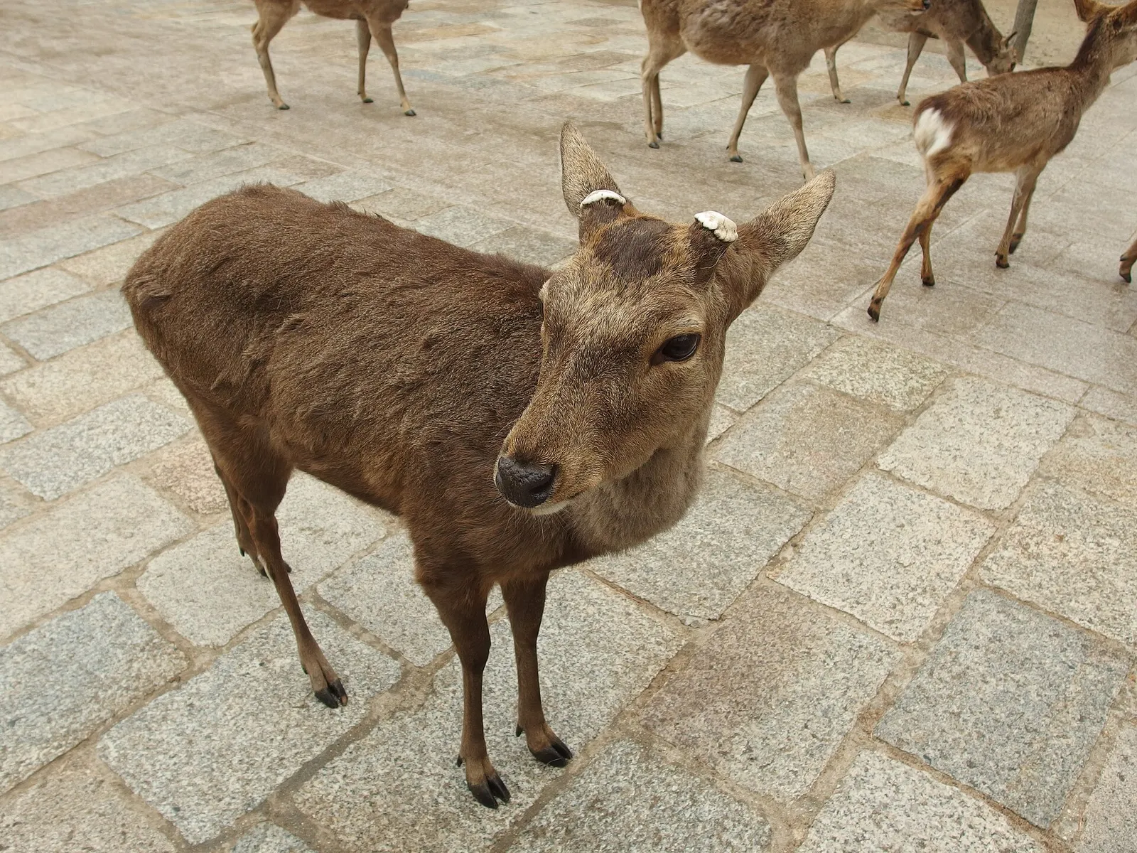 איילים ידידותיים בפארק נארה שביפן על רקע שביל ירוק ומבקרים